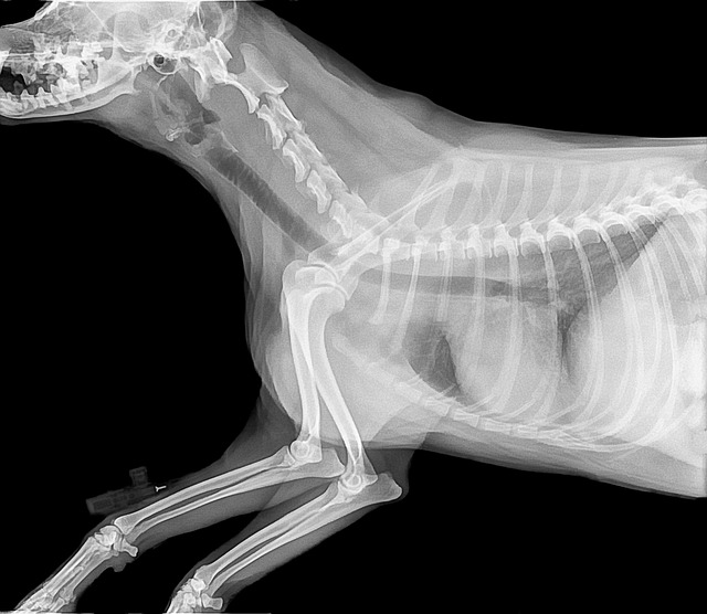 Acheter un cheval : quelques conseils 1 radiography, pet, bone, medical, picture, imagery, veterinary, dog, nature, animal